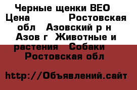 Черные щенки ВЕО › Цена ­ 5 000 - Ростовская обл., Азовский р-н, Азов г. Животные и растения » Собаки   . Ростовская обл.